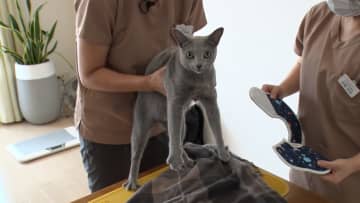 きょうから“動物愛護週間”…新しいカタチの動物医療「往診ペットドクター」に注目　安心できる自宅でペットたちのストレスを緩和に