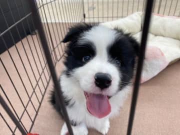 初対面ですぐに甘えてきたボーダー・コリー子犬→毎日暴れて大変だった日々が過ぎ、現在は「幸せをくれる家族の一員」に