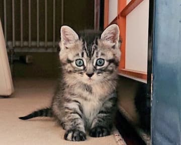 お迎え直後に入院を経験した保護子猫→1年後、病気だった過去を忘れるほど食欲旺盛な“やんちゃ娘”に成長！