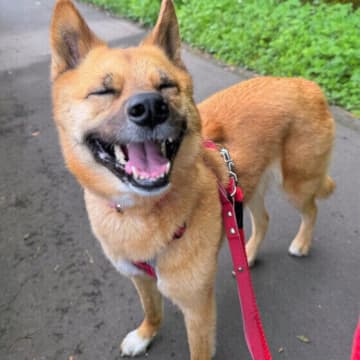 愛犬が「かわいい」も自分の名前だと“勘違い”？　理由を獣医師に聞いた