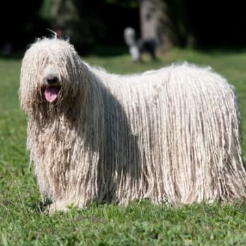 日本では滅多に出会えない『珍しい犬種』5選　特徴や性格、国内の飼育頭数までご紹介