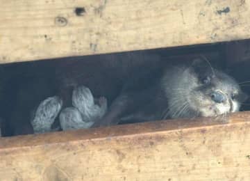 コツメカワウソ3匹誕生　16年ぶり　日立・かみね動物園　茨城