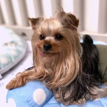 シニア犬は要注意！　かかりやすい皮膚・目・内分泌の病気5選