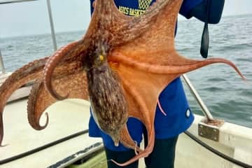 初心者でも釣れた！「東京湾のタコ」　でも… 船に上げたあとが大問題！？　大切な「2つの手順」コツとは