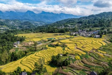 山あいの田んぼで稲刈り始まる　中国重慶市