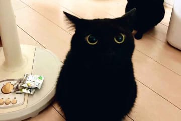 「残像残りすぎ」　黒ねこがごはん待ち　多頭飼いならではの光景に驚きの声　「目の…錯覚…じゃない！」