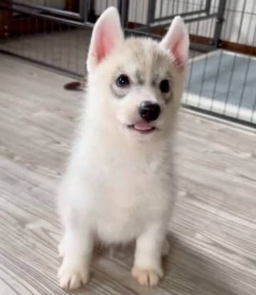 舌を出しながらおもちゃを目で追いかけるハスキー子犬→「可愛いまま大きくなった」1年後の姿にもほっこり！