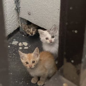 近所に住みついていた子猫→保護された今は快適なおうちでくつろいで暮らせるように