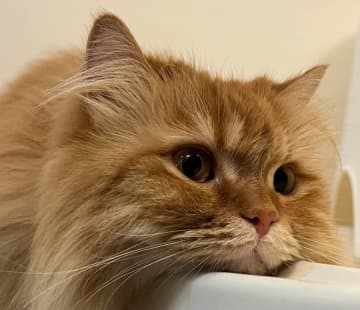 お風呂場で発見！ かわいすぎる“にゃまけもの”にSNS悶絶「モノレールかと…」「完全に脱力モード」