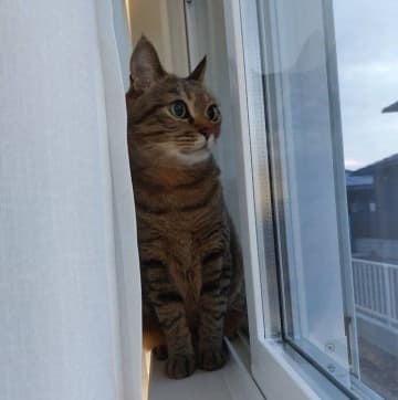 7才で家族に！成猫になってから迎え入れた保護猫→窓辺でくつろぐ姿の3年の変化にほっこり