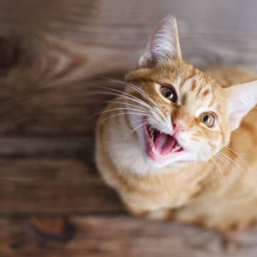 『よく鳴く猫』と『鳴かない猫』は何が違う？考えられる3つの原因と、それぞれとのうまい付き合い方