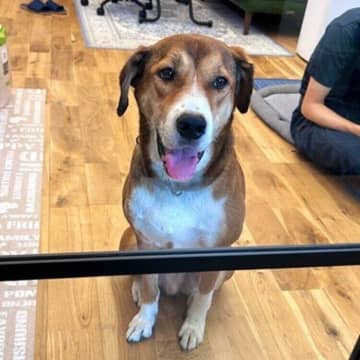 「お迎え当初は大変なことが多かった」元保護犬→1年経ち飼い主の帰宅を笑顔で迎える姿にグッとくる