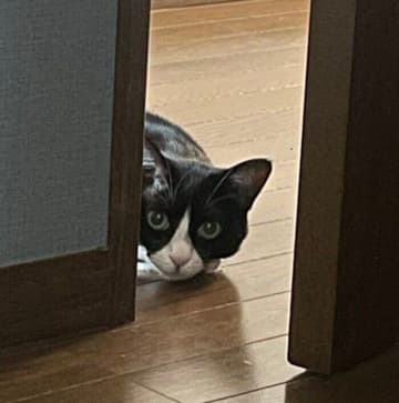 迎え入れ3カ月で初タッチ！臆病だった保護猫が、朝、飼い主さんにジリジリと詰め寄る姿にクスッ