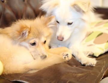 犬の時間と犬との時間【穴澤賢の犬のはなし】