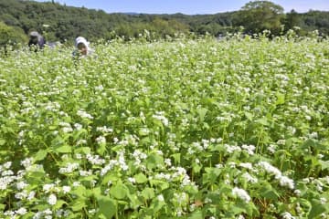 秋風に揺れるソバの花　愛らしく咲き誇る　茨城・常陸太田