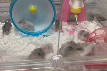 「ア、アカチャーンッッッ！」　環境変化でパニックのハムスター一家　ママハムスターのまさかの行動に反響「ちょっとカオスですね」