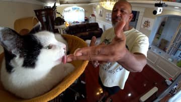 ラミレスが保護猫・モンローの預かり生活をスタート！ティモンディ・前田から託された人なれへの取り組みでさっそく大きな成果が
