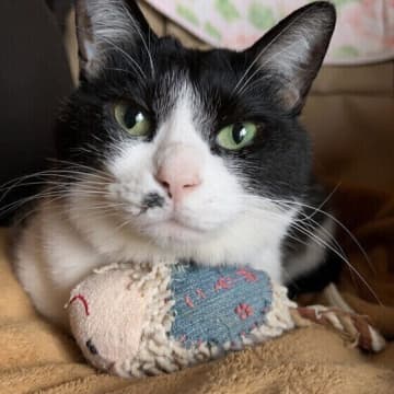 猫のおもちゃを獣医師が解説！　好みの傾向や長く使ってもらうコツは？