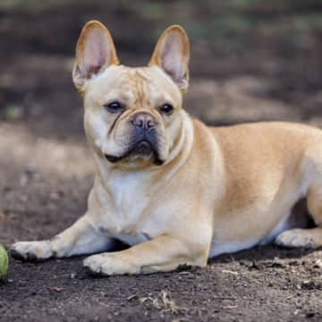犬の体が汚れてしまう4つの原因　清潔を保つことの重要性や飼い主がすべきケアの方法もご紹介
