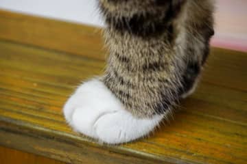 「pussyfoot」とはどんな意味? 猫にまつわる英語イディオム (21)