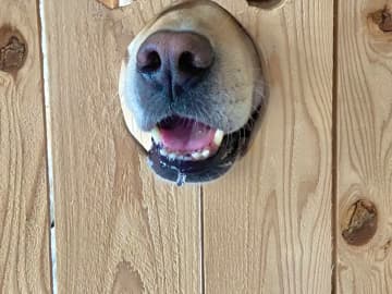 「これがやりたかった！」愛犬のために父が作った“顔はめパネル風”壁がこちら