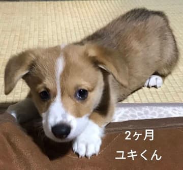 元気いっぱいにおうちをかけ回る生後2カ月コーギー子犬→4年後はより“甘えん坊”に成長！近所の人からもかわいがられる存在に！