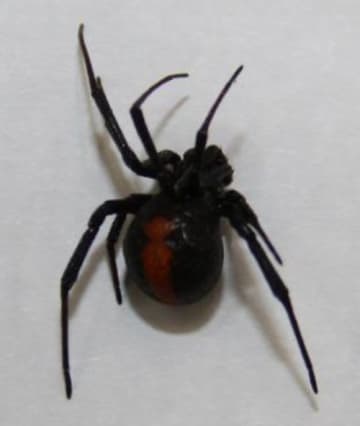 小美玉の霊園で毒グモ発見　茨城
