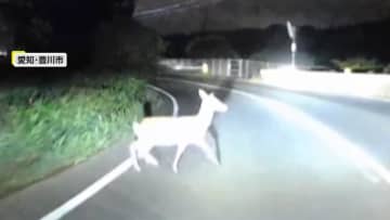 「なんでここから」鹿が…クマが飛び出し衝突寸前　トラックの間から自転車！間一髪で走り去る　愛知・北海道・埼玉