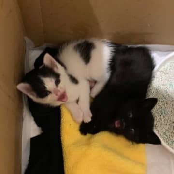 体を寄せ合う生後2カ月の保護猫きょうだい→2才の現在、息ぴったりな“シンクロ姿”が可愛い！