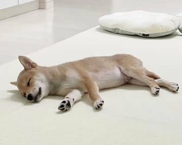 幸せそうに眠る生後3カ月の柴の子犬→3年後も変わらない寝顔に「まだまだ赤ちゃんだな」とキュン！