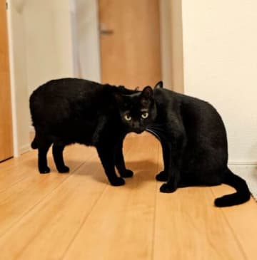 思わず二度見！？2匹の黒猫がつながって見える写真がSNSで話題に！「こ、これは！！スゴイですね〜！！」と驚愕の声が寄せられる