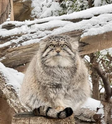 【那須どうぶつ王国】ここはただの動物園ではなかった！？口コミから見えた人気の秘密は、動物との『ありえない近さ』にあった！？