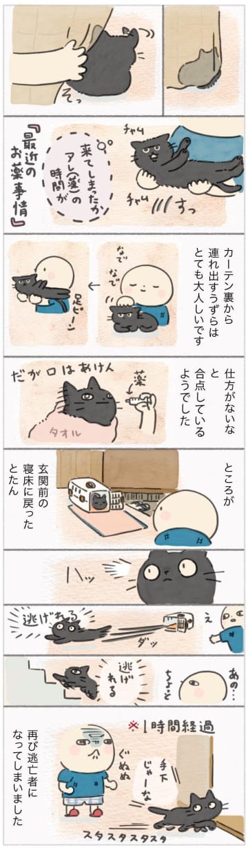 愛猫の薬タイム事情！カーテン裏と玄関前の違いに驚き【連載】ねこ連れ草 341話め