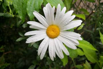 9月23日の花とは？【366日の誕生花と幸せの花言葉】