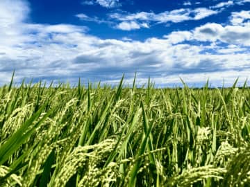 「理想の米」は地道な努力から生まれる！ 米の品種改良の遠い道のりとは【眠れなくなるほど面白い 図解 米の話】