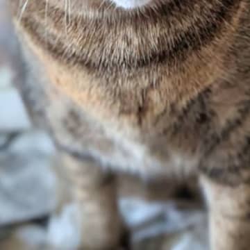 『やっつけておいたよー』朝起きると、破れた新聞紙の上に座っていた猫→顔を見たら…「可愛すぎて許しちゃうｗ」「楽しそうｗ」と2万いいね