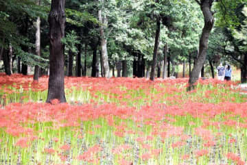 秋告げる深紅の絨毯　ヒガンバナ見頃　八千代・村上緑地公園