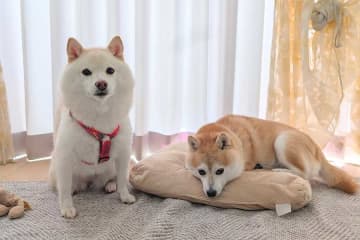 「いぬって変な体勢で寝るよな」　爆睡する豆柴の寝相に爆笑　「絶対寝違えそうですね（笑）」