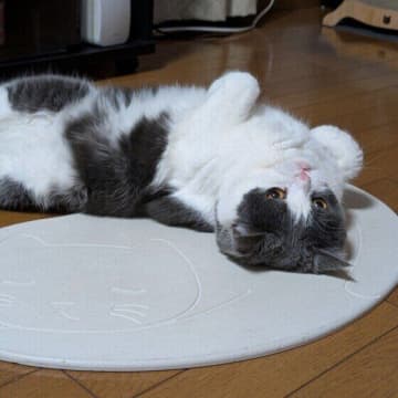 猫がいきなり横になるのはなぜ？「こてん」と倒れる猫の心理