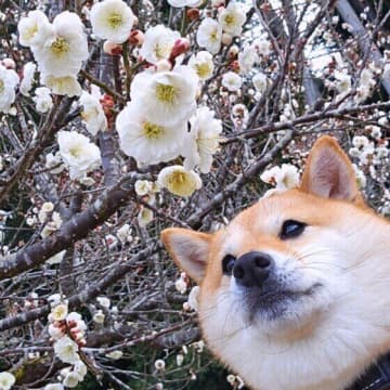 成犬期に気を付けたい！　生活習慣が原因の病気・トラブル3選