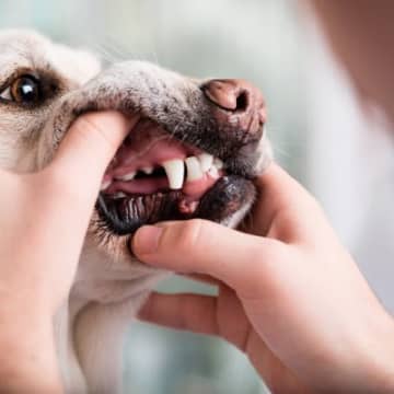 犬の『口臭』が悪化してしまう原因5選　考えられるトラブルや病気の初期症状まで