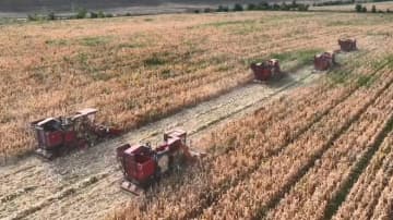 契約栽培によるトウモロコシの種子生産、増収を後押し　中国・新疆マナス県