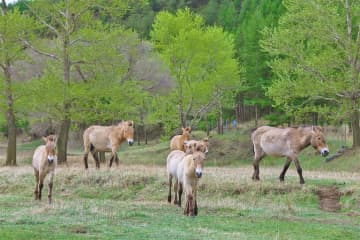 大青山自然保護区のモウコノウマが着実に増加　中国内モンゴル自治区