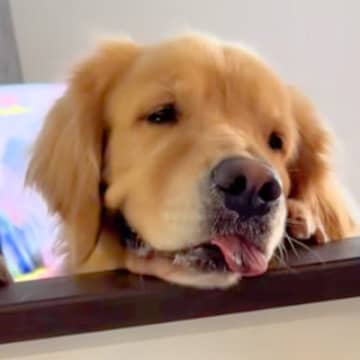 キッチンで大根をおろしていたら、大型犬がおねだりしにきて…まさかの『奇跡的なシンクロ』に爆笑「連動してるｗｗ」「リズムあってて草」と絶賛