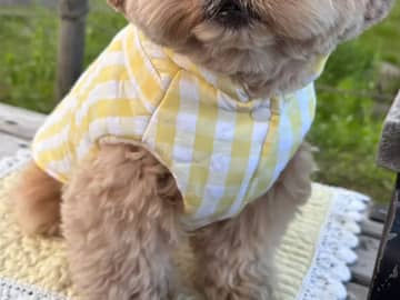 飼い主も爆笑！愛犬に着せた服がまさかの『人気商品』にそっくりだった件