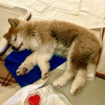 “つぶらな瞳&短い足”が可愛すぎた秋田犬の子犬→1年半後には“凛々しいおとな顔”に成長！
