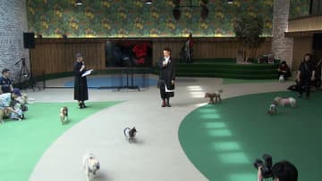 オダギリジョーさんがわんちゃん50匹と試写会　脚本・監督・編集・警察犬「オリバー」役をつとめた映画公開に先立ち