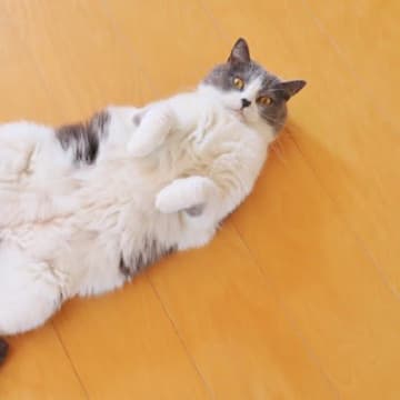 愛猫が飼い主さんの『足元でゴロンとくつろぐ』ときの3つの気持ち　どう応えるのが正解？