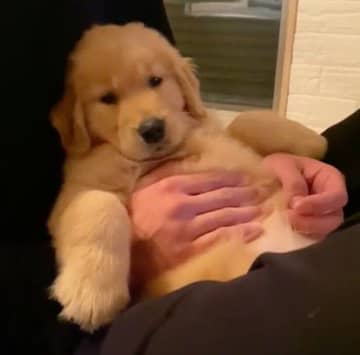 “ぽんぽこりん”なお腹が可愛いゴールデンの子犬→2年後、家族みんなを癒す「アイドル」のような存在に！