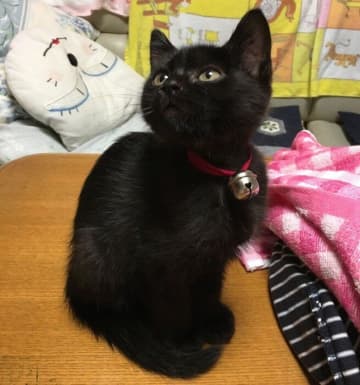 ペットロスに陥っていたときに、縁あって保護子猫と家族に→8年の月日をともにし「大切な我が子」に